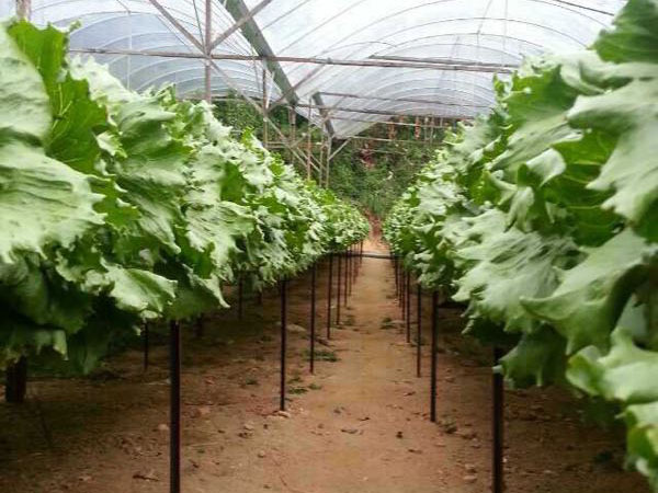 中膳集團蔬菜基地